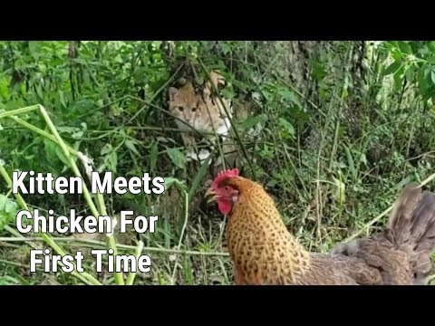 kitten-meets-chicken-for-first-time