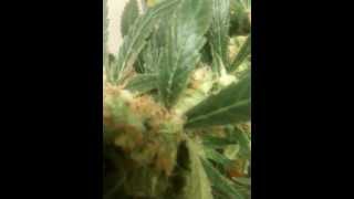 vortex-day-53-flower-150-watt-HPS
