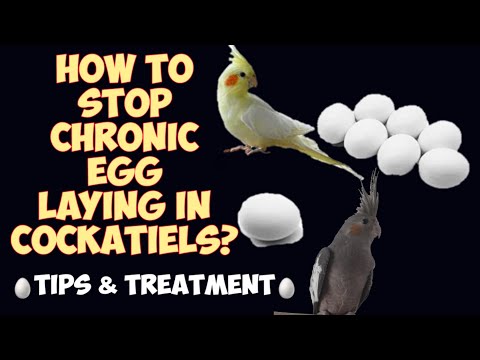 How to stop Chronic egg laying in Cockatiels || Cockatiel health || Shabu&rsquo;s Vlog 🥚