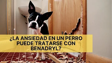 ¿Se puede dar a un perro medio Benadryl para la ansiedad?