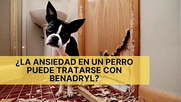 ¿Puede el Benadryl ayudar a calmar a un perro?