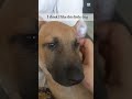 #ytshorts #puppy #viral #cute #baby #funny #pets #kitty #trending #cutepup