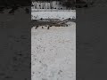 #ducks #duk #angrybirdsfriends #birds #nature #asrmvideo #asmrlife #snow #asrm