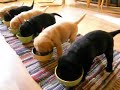 szczenięta labrador retriever lusyja