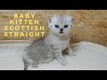 Маленький серый шотландский котенок скоттиш страйт / 22 дня после рождения Так мило!