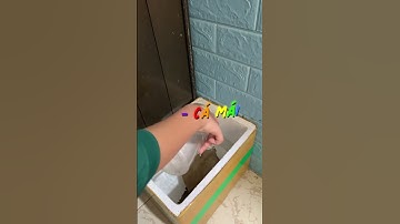 Cách ép cá lia thia xiêm #betta #bettafish