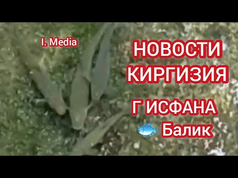 НОВОСТИ КИРГИЗИЯ ИСФАНАДА БАЛИК БОКИШ