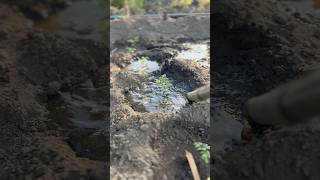 ap log kese dalte ho pani #farming