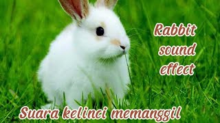 Suara Kelinci Memanggil  No Copyright | Rabbit Sound Effect