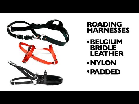 hunting-dog-conditioning---roading-your-dog