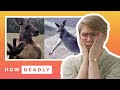 How dangerous are kangaroos in Australia? | REACTION の動画、YouTube動画。
