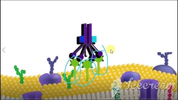 SISTEMA DE COMPLEMENTO COMPLETO