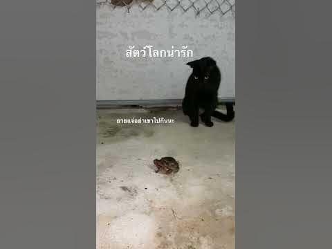 สัตว์โลกน่ารัก ดำปรี้ปี๋VSอึ้งอ่าง - YouTube สัตว์โลกน่ารัก ดำปรี้ปี๋Vsอึ้งอ่าง - Youtube