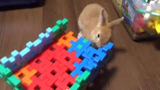 子うさぎとブロック遊び #11