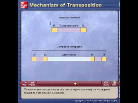 วีดีโอ: วัตถุประสงค์ของ transposon คืออะไร?