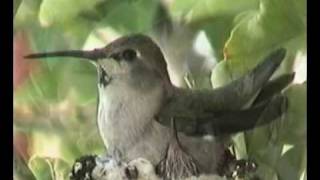 The Birth Of The Hummingbirds. (2009)