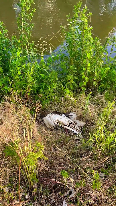 Rip #swan #death #explore #netherlands