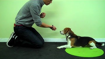 LoLaBuLand Puppy/Tricks - Crossed Paws (In Progress)