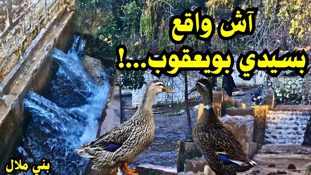 عاجل ❗️ الأن أجي تشوف أش واقع 🤔 بعين سيدي بيعقوب بعد تساقطات المطرية 🌧 #beni mellal 