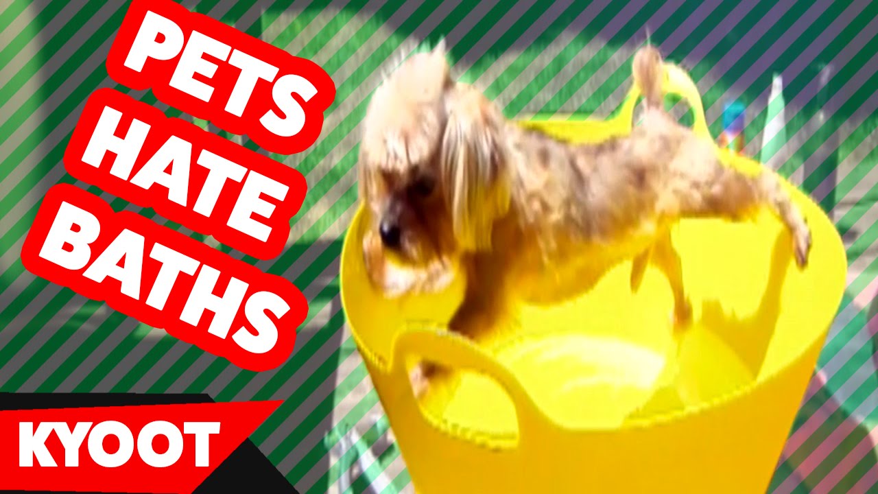 Cats & Dogs Hate Taking Baths Home Videos of 2016 Weekly Compilation