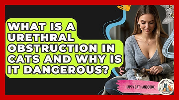 What Is A Urethral Obstruction In Cats And Why Is It Dangerous? - Happy Cat Handbook