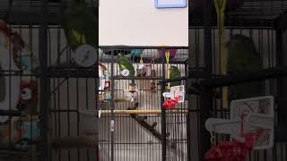 Perekitos gostan de músicas 