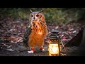 ペットのフクロウと行く秋のデイキャンプが最高すぎた