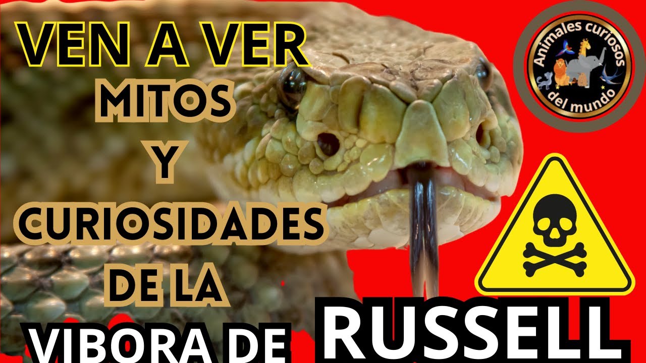 Vibira Rusell CURIOSIDADES y MITOS de la VIBORA de RUSSELL que no SABIAS - YouTube