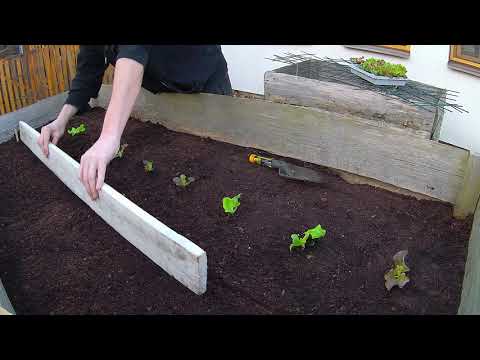 Video: Zeleninový Kozlík: Výsev Do Volných Záhonů