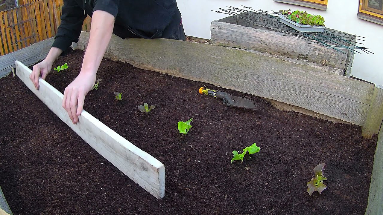 Výsev ředkviček a vysazování salátů do vyvýšeného záhonů