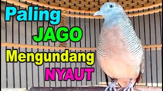 Perkutut Lokal Gacor paling ampuh buat pancingan master