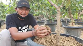 Growing media for fruit plants in pots