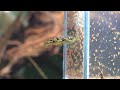 腹ぺちょのアベニーパファーに大量の微生物を与える。
