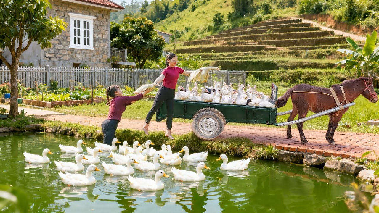 HARVESTING GIANT 2000 KG GEESE - Transporting by HORSE CART to Market SELL