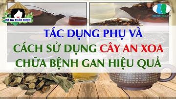 TÁC DỤNG PHỤ VÀ CÁCH SỬ DỤNG CÂY AN XOA CHỮA BỆNH GAN HIỆU QUẢ