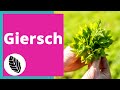 Wildkräuterliebe: Giersch erkennen & essen | natürliches Superfood | Rezept & Kinder begeistern