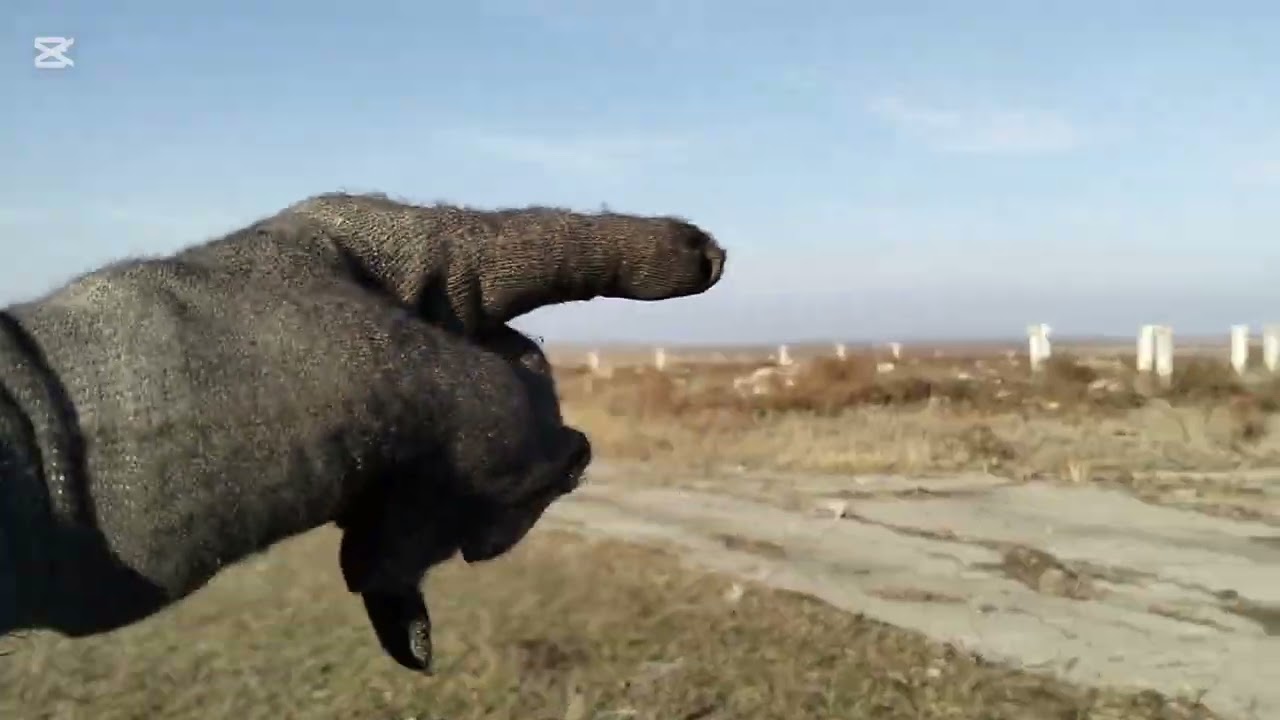 Қораны трактормен тазалаймыз. Бұқалар