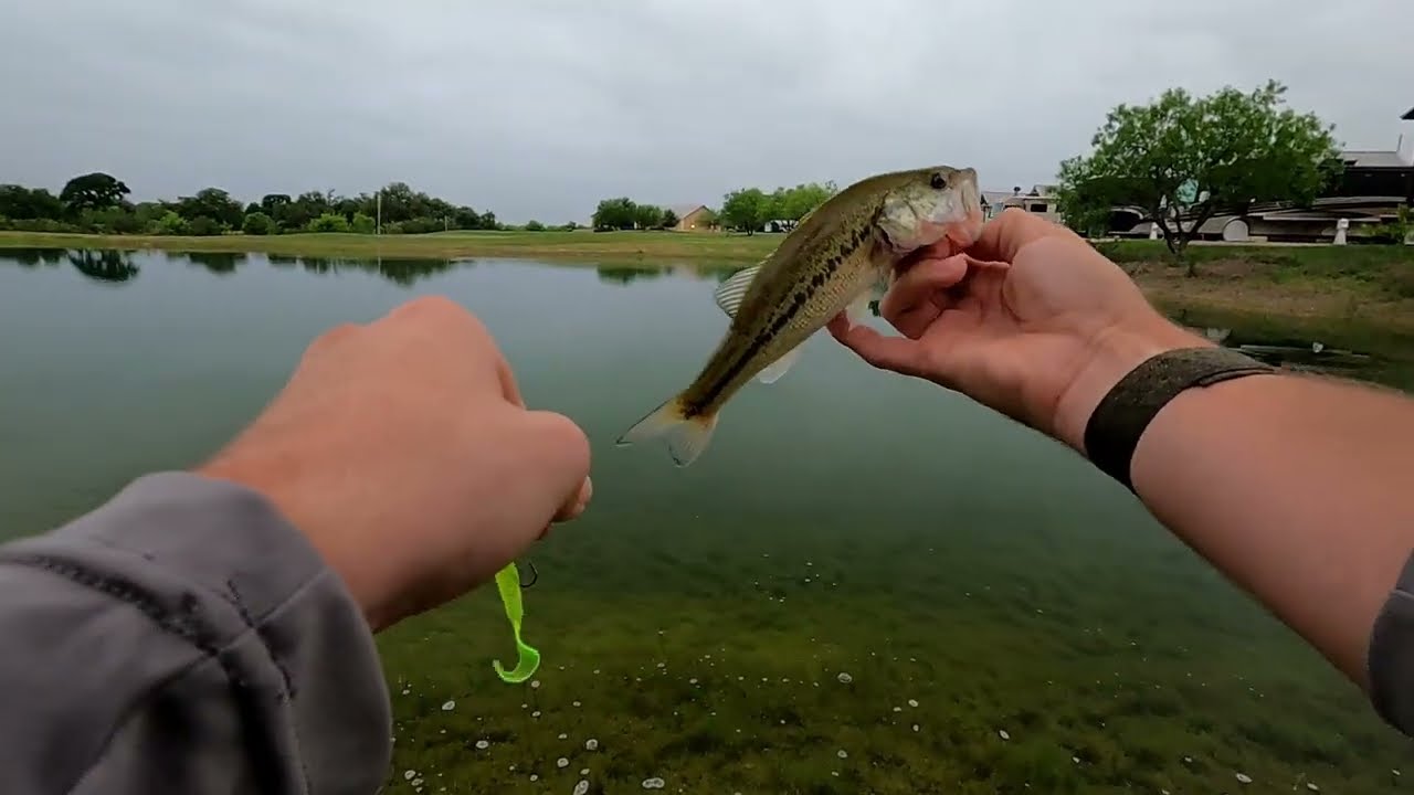 Early Morning Bass Fishing Golf Course Pond
