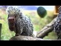 Pensel Tail Porcupine Functions