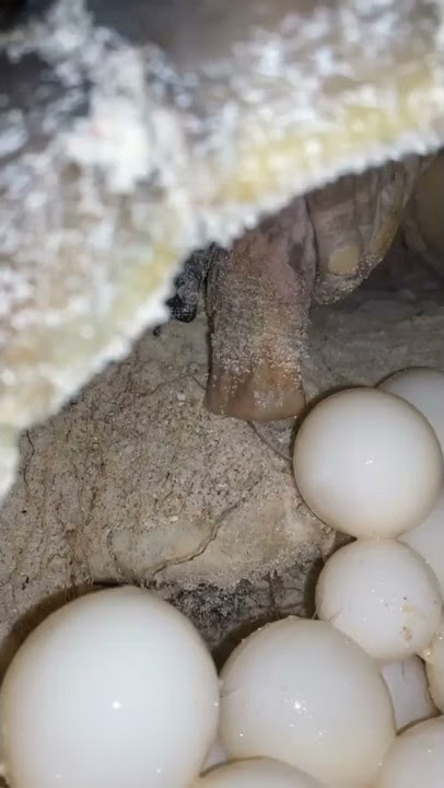 penyu bertelur