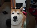 【柴犬】一生懸命喋るが犬語が分からない