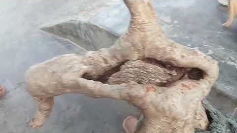 (Đx))2M315 gl cây sơn trà 250k LH 0707713796 Khương bonsai 