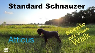 It’s Been Too Long Since Our Last Video! - Atticus Standard Schnauzer. by Standard Schnauzer USA 301 views 1 year ago 9 minutes, 34 seconds