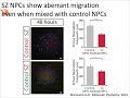 Modeling predisposition to schizophrenia using hiPSCs