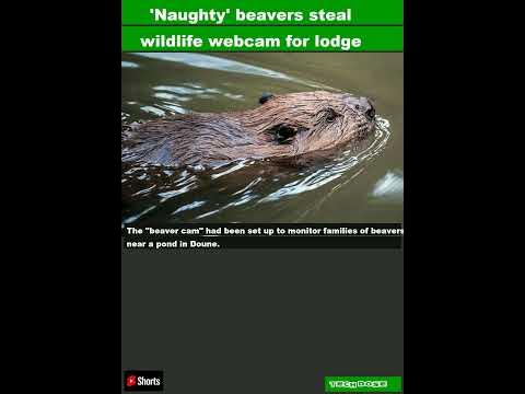 'Naughty' beavers steal wildlife webcam for lodge|#shorts - YouTube