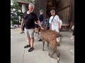雨宿りする観光客をすり抜ける鹿さん #zoo #deerpark #animals #japantravel #奈良公園 #動物 #naradeer