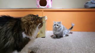 Small munchkin cat Yuzu but strong in spirit by TOKYO CATS 426 views 1 year ago 1 minute, 22 seconds