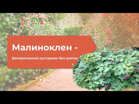 Роскошный Малиноклен декоративный кустарник без шипов