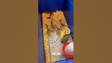 How to Keep Duckling Brooder Clean #shorts #ducklings #cute #homesteading #fyp