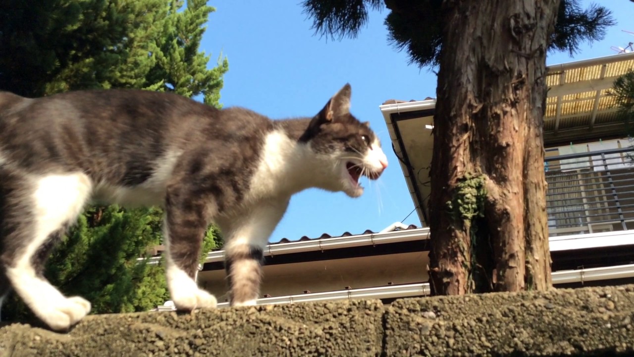 Cats in the morning of "Duee" (August 20, 2017)